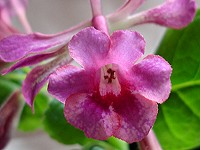 Sinningia 'Gabriel's Horn' - Tricolor
